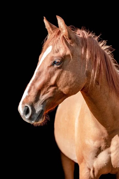 秋の栗馬 黒を背景に馬の肖像画 — ストック写真