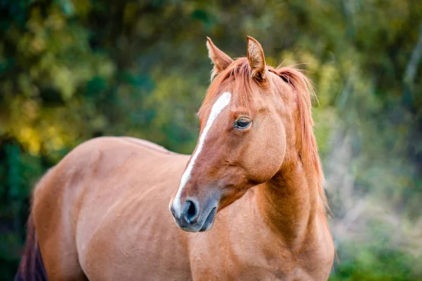 Kaštanový Kůň Podzimní Sezóně Portrét Běžícího Koně — Stock fotografie