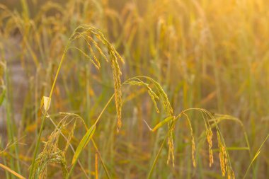 Yasemin pirinç benzersiz ve prestijli Tayland olduğunu.