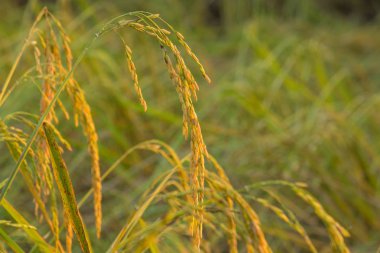 Yasemin pirinç benzersiz ve prestijli Tayland olduğunu.