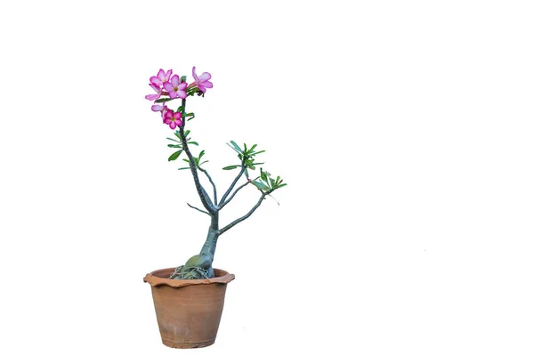 Azalea Namnet Art Färgglada Blommor Trädet Lätt Att Odla Resistenta — Stockfoto