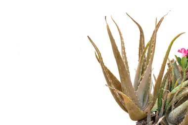Aloe Vera bu birçok özelliklere sahip bir bitki hastalığı vücudun iç ve dış rahatlatmak için kullanılabilir. Ayrıca cilt bakımı de kullanır.