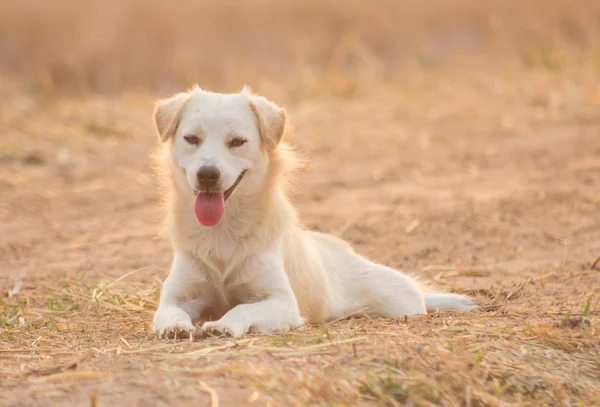 White Dog Lying Field Countryside — Stock Photo, Image