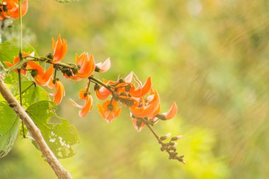 Kuzeydoğu Tayland alanları kuru sezon boyunca çiçek piç tik