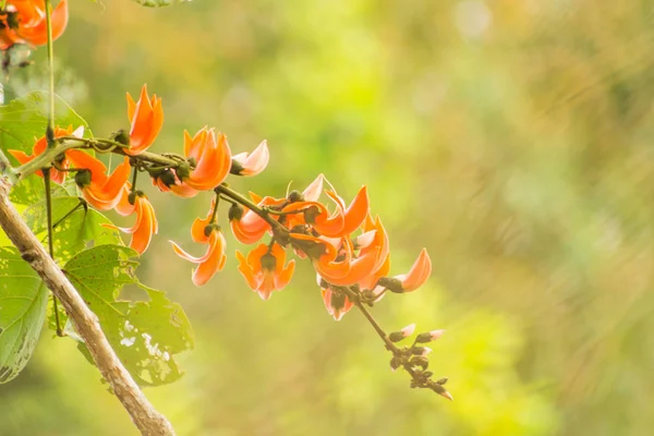 Kuzeydoğu Tayland alanları kuru sezon boyunca çiçek piç tik