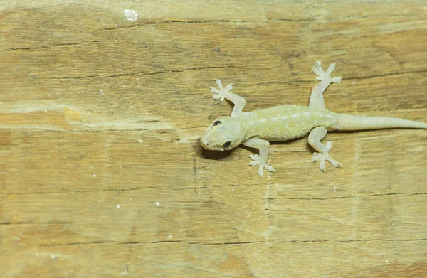 Platyurus Son Reptiles Encontrados Sudeste Asiático Cría Muchos Países Alrededor — Foto de Stock