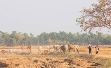 Buriram, Tayland - 14 Şubat 2019: Tayland kuzeydoğu bölgesinde insanlarda sığır geri eve akşam herding.