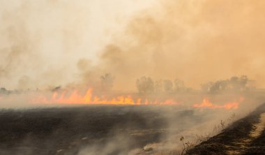 Çiftçilerin toprak pulluk için Kuru sezonunda pirinç anız yakmak.