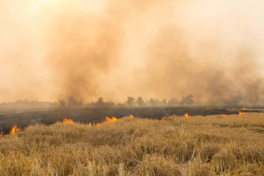 Çiftçilerin toprak pulluk için Kuru sezonunda pirinç anız yakmak.