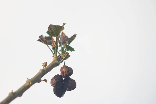 Jatropha Una Especie Planta Aceite Que Una Planta Nativa América —  Fotos de Stock