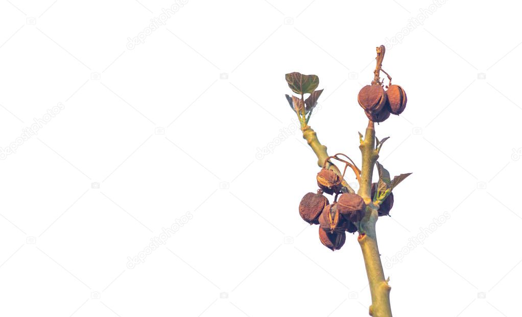 Jatropha is a kind of oil plant. Which is a native plant of South America and at present has extracted oil from Jatropha seeds to replace diesel oil