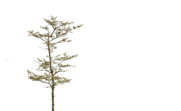 Bushwillows ağaç — Stok fotoğraf