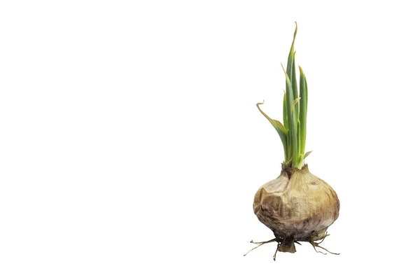 Onion — Stock Photo, Image