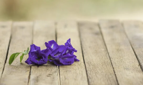 Butterfly Pea