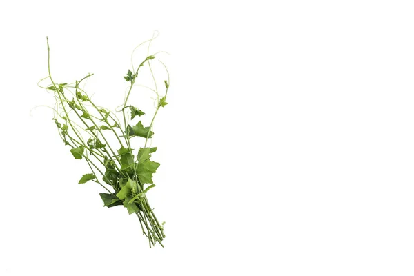 Coccinia grandis — Stok fotoğraf