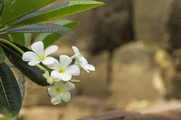 Frangipani-Blumen — Stockfoto