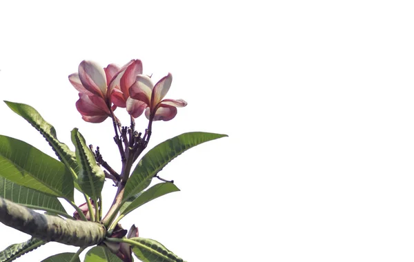 プルメリアの花 — ストック写真