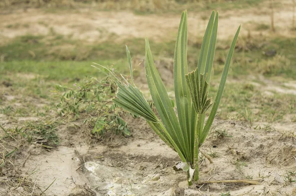 Palmyra palm