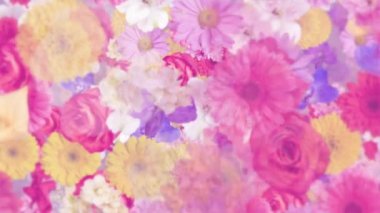 Çeşitli çiçeklerle süslü zarif çiçek hareketli arka plan animasyonu: alstroemeria, karanfil, kasımpatı, papatya, gerbera, gladiola, ortanca ve gül renkleri, kameraya doğru yavaşça hareket eden pastel renkler.