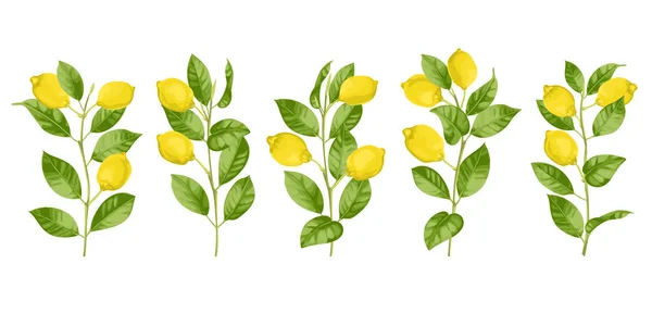 Ensemble de brunchs au citron — Image vectorielle