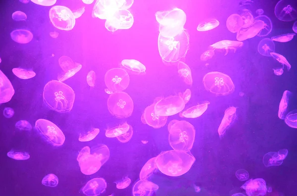 Neon jellyfish under water nature background.