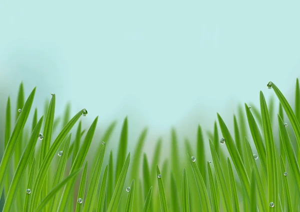 Grass in droplets of water background. A nature fresh web banner — Stock Vector