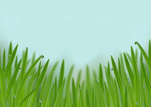 Grass in droplets of water seamless border — Stock Vector