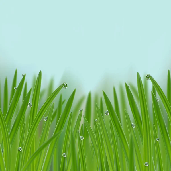 Grass in droplets of water seamless border — Stock Vector