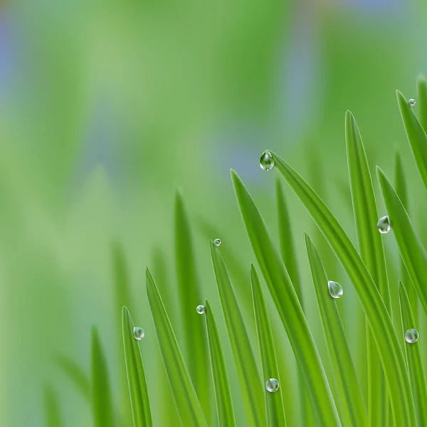 Gras in Wassertropfen Hintergrund. eine naturfrische Komposition — Stockvektor