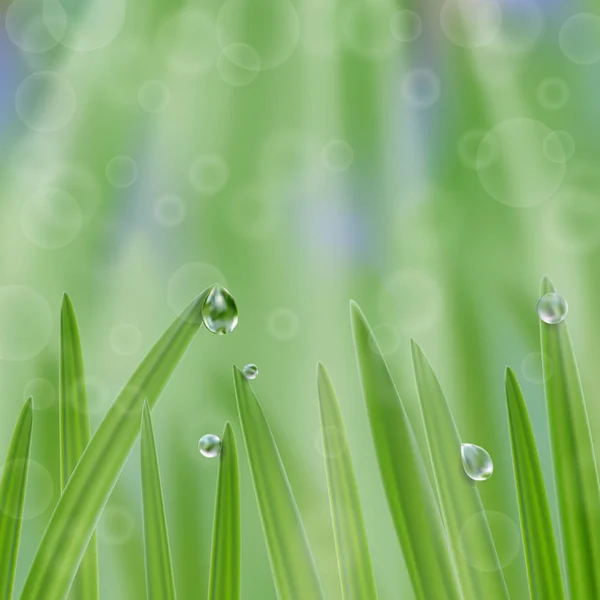 水滴中的草，有阳光背景。自然新鲜的成分 — 图库矢量图片
