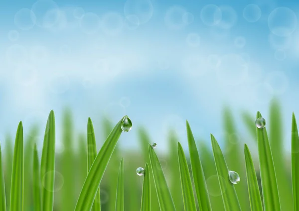 물 배경의 물방울에 잔디입니다. 자연 신선한 웹 배너 — 스톡 벡터
