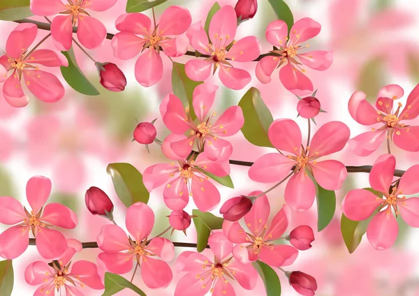 Bokeh efektli pembe çiçek açan kiraz dalları — Stok Vektör