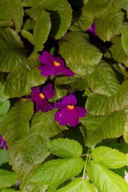 Mor yaz çiçekleri yeşil yaprakların arka planında yakın plan