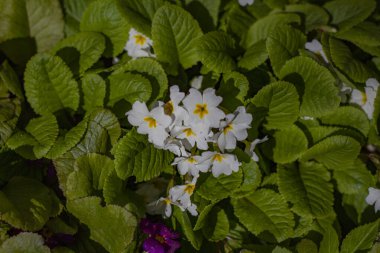 Yeşil yapraklardan oluşan arka planda beyaz yaz çiçekleri.