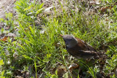 Çimen arka planında hızla yakınlaş