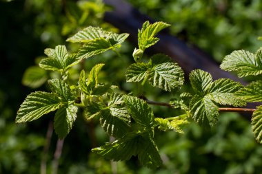 Bulanık bir arkaplanda, güneş tarafından aydınlatılan yeşil yaprak.