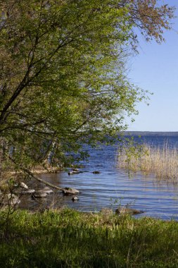 Ormandaki ağaçların ve parlak güneşin aydınlattığı gölün güzel manzarası.