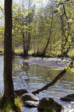 Ormandaki ağaçların ve parlak güneşin aydınlattığı gölün güzel manzarası.