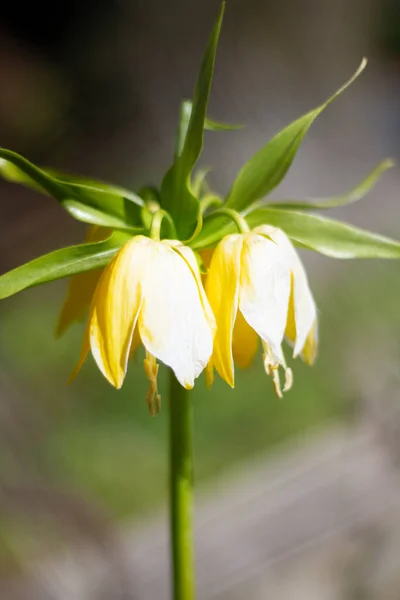 Όμορφα Λουλούδια Κρίνου Κοντά Ένα Θολό Φόντο Πράσινων Φύλλων — Φωτογραφία Αρχείου