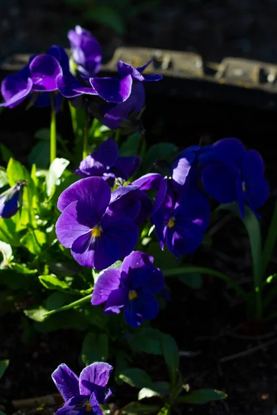 Beautiful Blue Viola Flowers Closeup Lit Sun — Stock Photo, Image