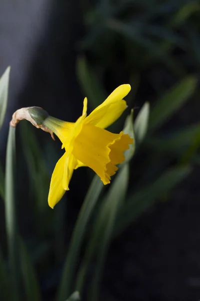 Bellissimo Primo Piano Giallo Narciso Illuminato Dal Sole Uno Sfondo — Foto Stock