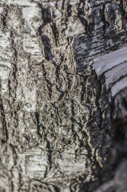 Yaşlı bir ağacın kabuğu güneş tarafından çeşitli çizgili dokularla aydınlatılır.
