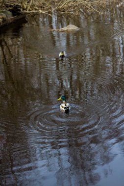 İki ördek, ağaçların yansımasında karanlık suyla bir nehirde yüzüyor.