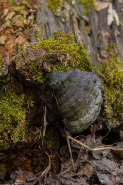 Yosun kaplı yaşlı ağaç kökleri, mantarlar ve ormandaki odunlar.