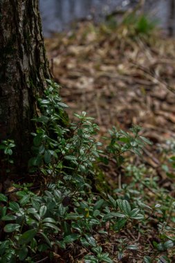 Ormandaki ağacın yanında, kahverengi otların bulanık arka planında genç yaban mersini filizleri