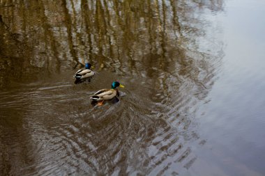 İki ördek, ağaçların yansımasında karanlık suyla bir nehirde yüzüyor.