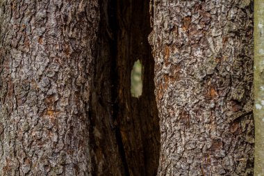 Kahverengi desenli ağaç gövdeleri ve aralarında boşluk.