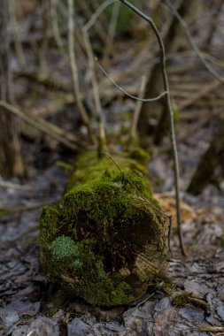Ormanda yosun ve yosunla kaplı eski ağaç gövdeleri