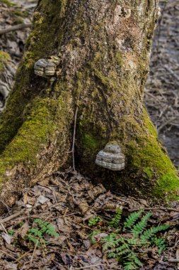 Yosun kaplı yaşlı ağaç kökleri, mantarlar ve ormandaki odunlar.