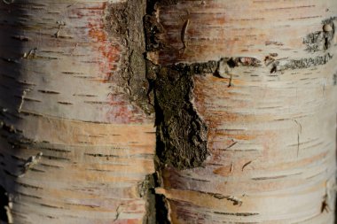 Güneş tarafından aydınlatılan ağaç kabuğu değişik bir dokuya sahiptir.